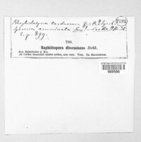 Rhaphidospora disseminans image